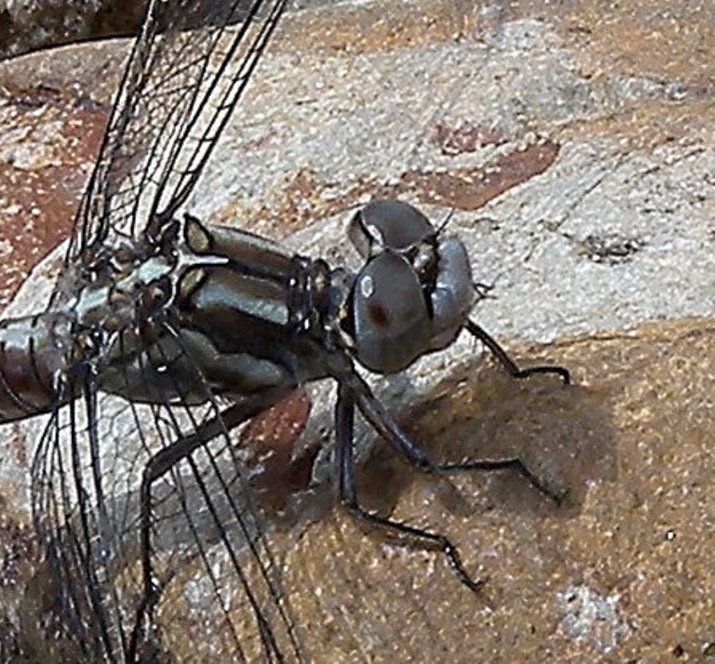 In Sardegna: Orthetrum brunneum cycnos